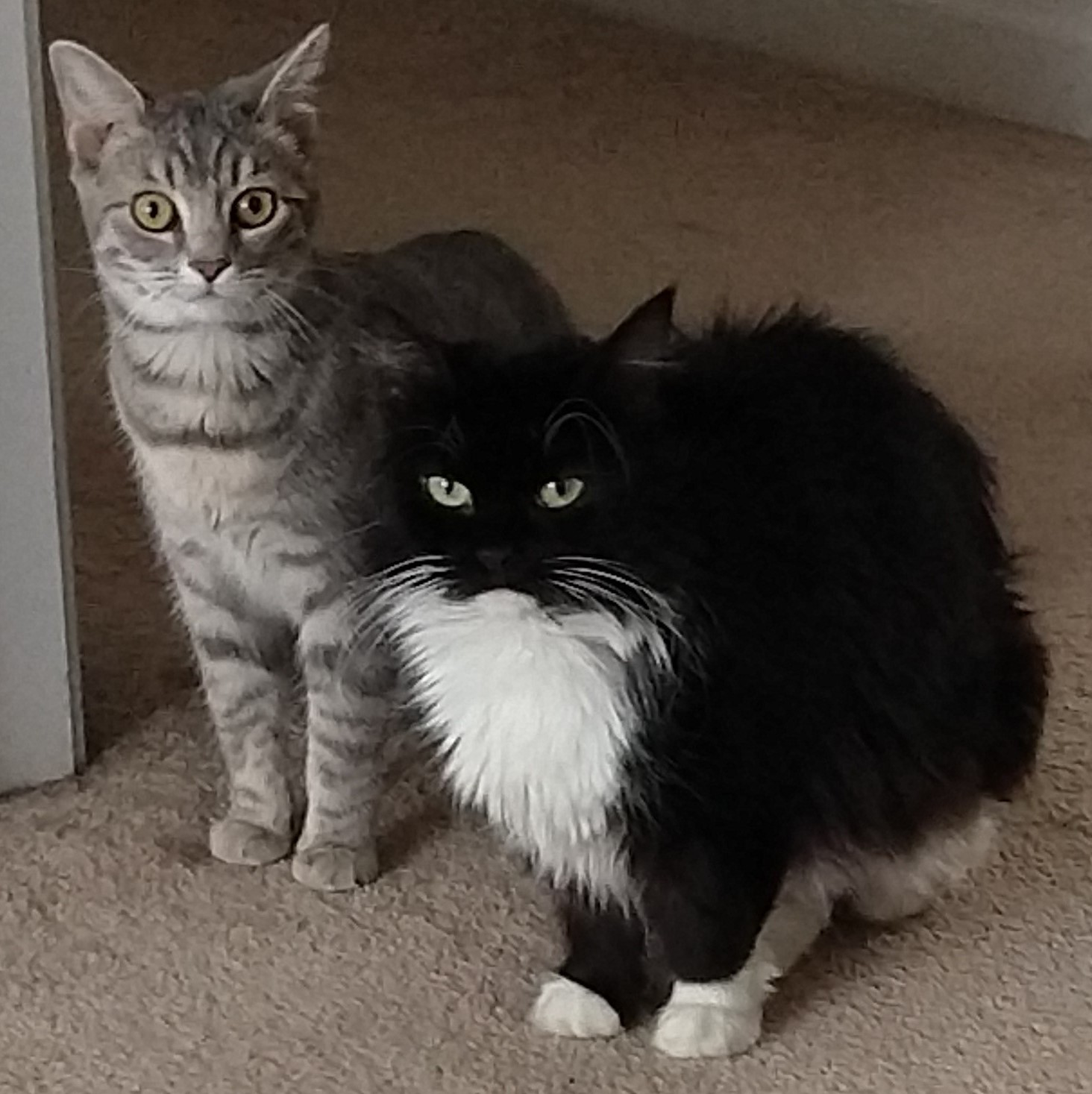 Sammie & Stella